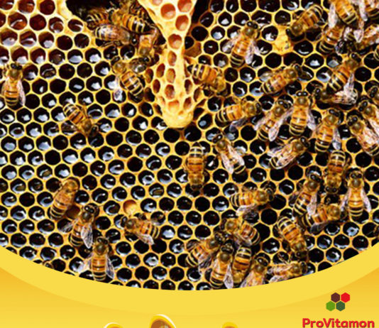khasiat madu lebah