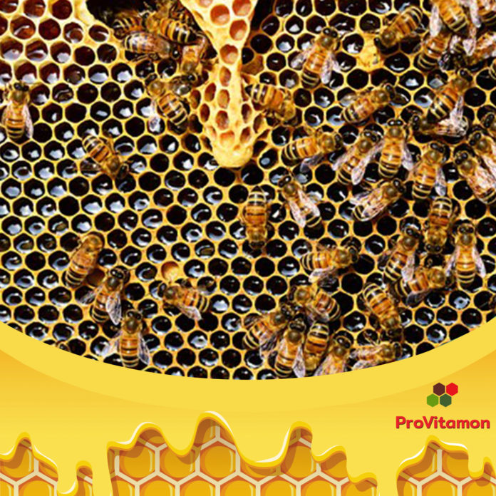 khasiat madu lebah