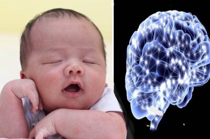 perkembangan otak anak